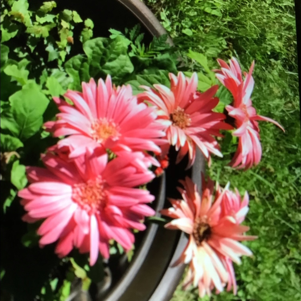 Meet your Posher, Rachelle